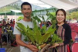 Độc đáo Hội thi sâm Ngọc Linh gây quỹ xóa nhà tạm cho hộ nghèo