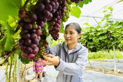 Chạm giấc mơ khởi nghiệp từ những chùm nho Hạ Đen