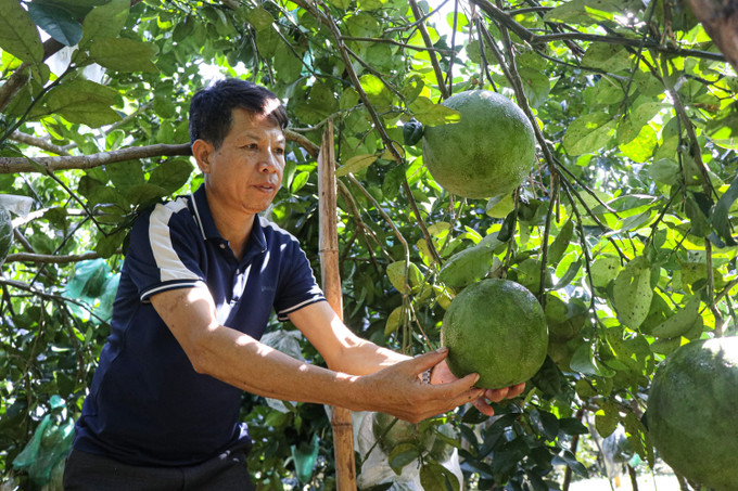 Gia đình anh Bùi Quang Tiên tại thôn An Bình, xã Thanh Nưa (Điện Biên) làm giàu nhờ mô hình trồng bưởi da xanh, nuôi ong, trồng tre và rau thơm các loại. dien-bien4-150925.jpg