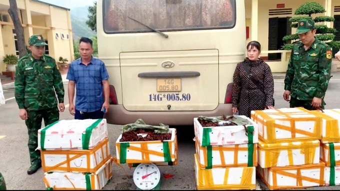Hai đối tượng vận chuyển thuê số tôm hùm đất không rõ nguồn gốc bị bắt giữ. Ảnh: Minh Châu/TTXVN phát quang-ninh-230525.jpg