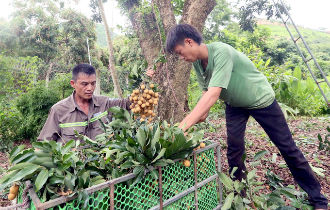 Thu hoạch nhãn để mang đi tiêu thụ tại HTX Dịch vụ nông nghiệp Ngoan Hậu, xã Chiềng Khương, tỉnh Sơn La. nhan3-250725.jpg