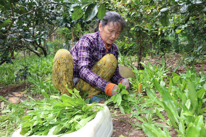 Lao động nữ làm việc tại Tổ hợp tác trồng ngò gai xen canh trong vườn dừa ở ấp Sóc, xã Tân An, tỉnh Vĩnh Long, có thu nhập khoảng 200.000 đồng/ngày. Lao động nữ làm việc tại Tổ hợp tác trồng ngò gai xen canh trong vườn dừa ở ấp Sóc, xã Tân An, tỉnh Vĩnh Long, có thu nhập khoảng 200.000 đồng/ngày.