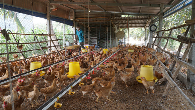 Trang trại nuôi gà thả vườn của anh Nguyễn Năng Cường, xã Tân Châu, tỉnh Tây Ninh đã cho thu nhập ổn định, vươn lên thoát nghèo bền vững. tay-ninh5-121025.jpg