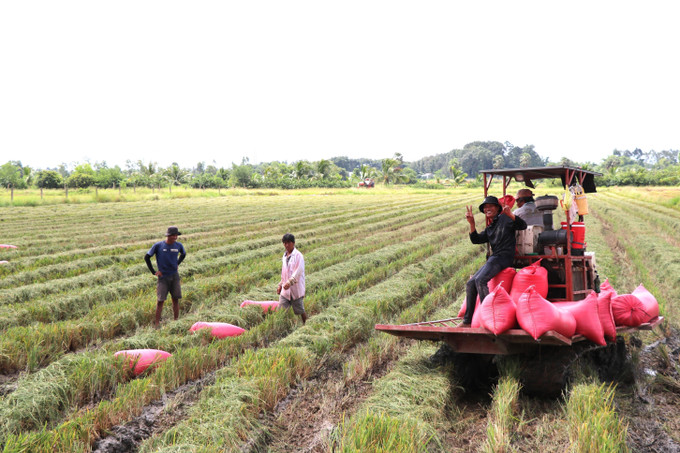 Nông dân xã Song Lộc (Vĩnh Long) thu hoạch lúa Hè Thu 2025. lua-110925.jpg