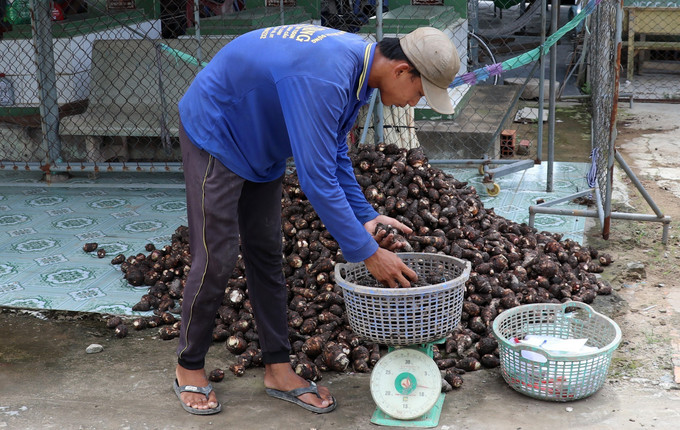Củ khoai môn sau khi cắt rễ sạch, phân loại được thương lái mua từ 18.000-20.000 đồng/kg. khoai-mon3-170925.jpg