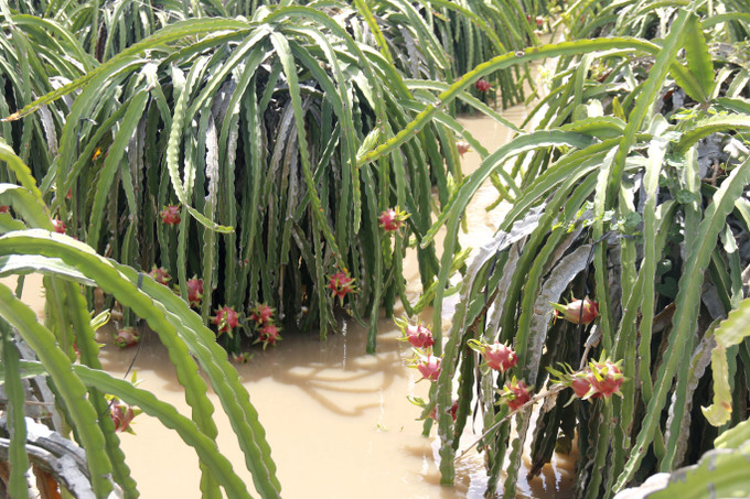 Một số vườn thanh long ở đang cho trái chín ở phường Bình Thuận bị nước ngập gây thiệt hại cho người dân. Một số vườn thanh long ở đang cho trái chín ở phường Bình Thuận bị nước ngập gây thiệt hại cho người dân.