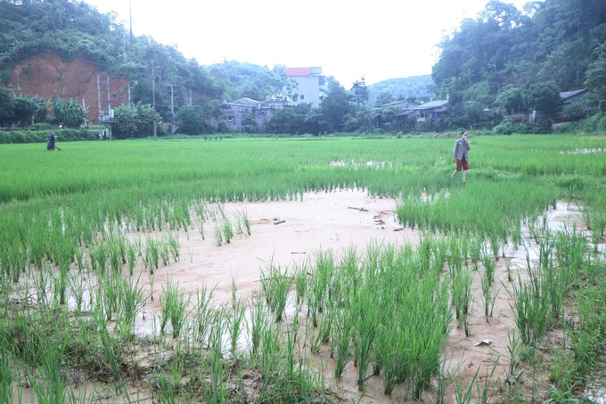 Đất đá, nước bùn từ Nhà máy gạch Tuynel tràn xuống ruộng của người dân thôn Nam Hà, xã Cẩm Giàng (Thái Nguyên) đúng thời điểm lúa chuẩn bị làm đòng. Ảnh: Hoàng Nguyên/TTXVN thai-nguyen-180925.jpg