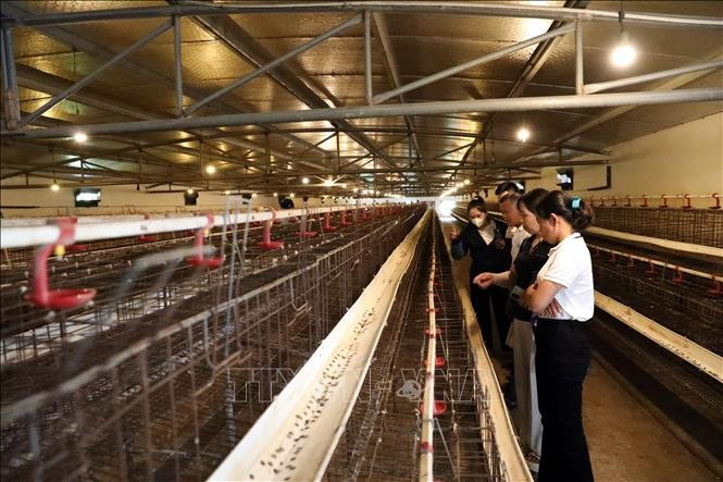 Các nhà khoa học, nhà quản lý và đại diện hộ chăn nuôi tham quan mô hình chuồng nuôi gà phòng dịch bệnh tại huyện Cao Lộc, tỉnh Lạng Sơn. Ảnh: Văn Đạt/TTXVN dien-dan2-060525.jpg