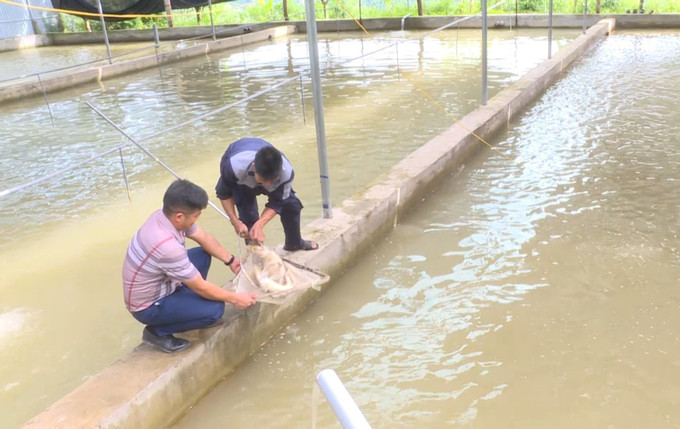 Người dân xã Đoàn Kết, tỉnh Sơn La, nuôi cá tầm mang lại thu nhập kinh tế cao. Ảnh: TTXVN phát son-la-151025.jpg