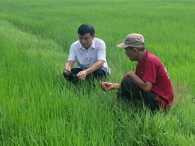 Ông Điểu Minh Tâm ở thôn Thiên Cư, xã Thiện Hưng (áo đỏ) được cán bộ Trung tâm dịch vụ nông nghiệp khu vực 15 hướng dẫn kỹ thuật chăm sóc lúa. dong-nai-170825.jpg