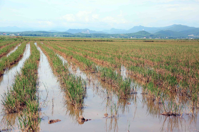 Hàng trăm ha lúa vụ Hè - Thu tại xã Trường Ninh "mất trắng" do ngập chết, không thể gieo lại vì đã quá vụ. Ảnh: Tá Chuyên/TTXVN quang-tri3-210725.jpg