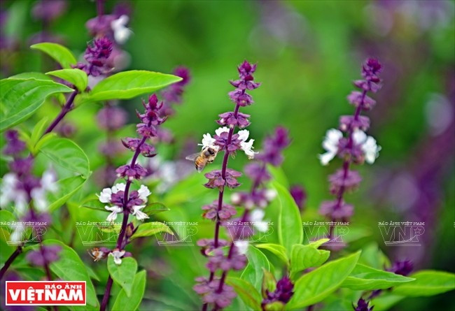Cây húng quế. Ảnh: vietnam.vnanet.vn hung-que-220525.jpg
