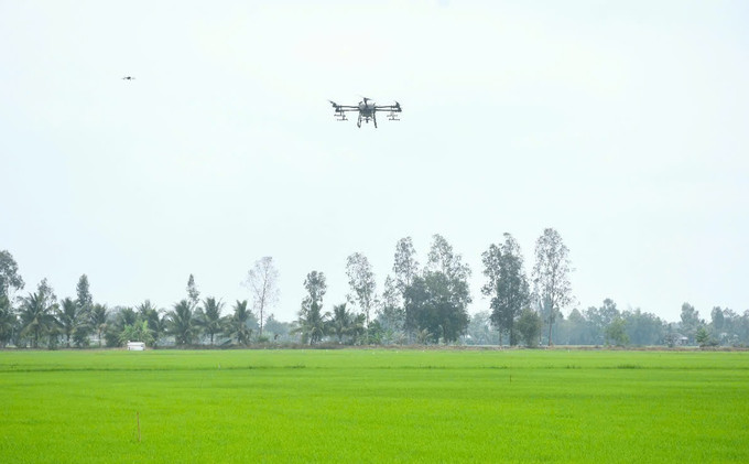 Máy bay không người lái được sử dụng rộng rãi trong các khâu của sản xuất lúa tại Cà Mau. Ảnh: TTXVN phát ca-mau2-1507.jpg