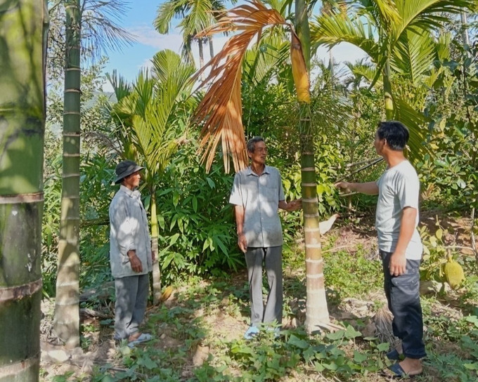 Ông Đinh Văn Điều, làng Ra Manh, xã Sơn Tây (giữa) hướng dẫn người dân cách chuyển đổi cơ cấu cây trồng. Ảnh: TTXVN phát quang-ngai3-110725.jpg