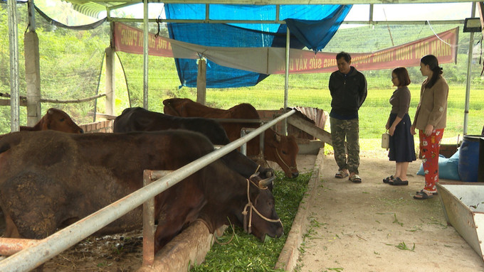 Anh Đinh Lố hướng dẫn người dân cách chăm sóc, phòng bệnh cho bò. Ảnh: TTXVN phát quang-ngai2-110725.jpg