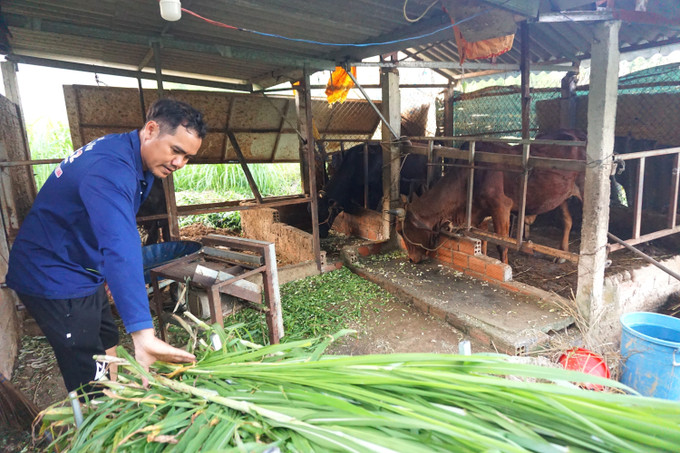 Anh Đinh Lố, thôn Trung Thượng, xã Sơn Mai xây dựng chuồng trại chăn nuôi bò sinh sản. Ảnh: TTXVN phát quang-ngai-110725.jpg