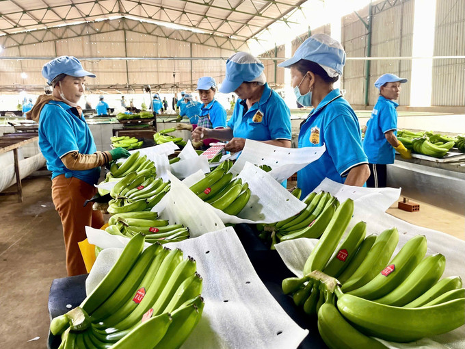 Đoàn doanh nghiệp Trung Quốc tham quan vùng trồng chuối và khu sơ chế của Công ty CP Chăn nuôi Gia Lai (Tập đoàn Hoàng Anh Gia Lai), xã Lơ Pang, tỉnh Gai Lai. gia-lai3-180825.jpg