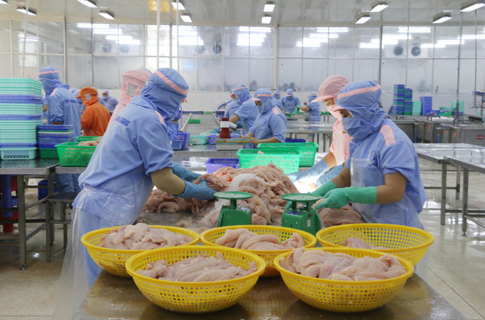 Chế biến cá tra xuất khẩu tại Công ty cổ phần Xuất nhập khẩu thuỷ sản Cửu Long An Giang. Ảnh: Công Mạo/TTXVN an-giang-211025.jpg