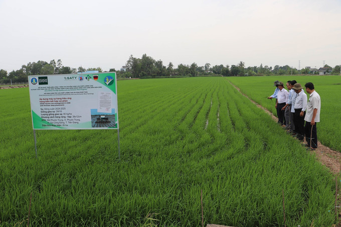 Theo dõi sự phát triển của trà lúa trong mô hình tại xã Phước Trung (Gò Công Đông, Tiền Giang). tien-giang-260525.jpg