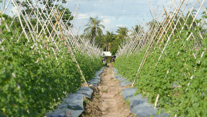 Chương trình vay vốn ưu đãi giúp nông dân xã Phước Chỉ, tỉnh Tây Ninh mở rộng diện tích canh tác, nâng cao thu nhập. tay-ninh3-121025.jpg