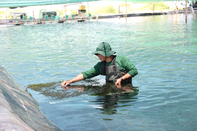 Mô hình trồng và chế biến rong nho tạo việc làm ổn định cho hàng trăm lao động địa phương với thu nhập trung bình 5-6 triệu đồng/tháng. khanh-hoa2-151025.jpg