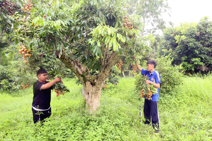 Thu hoạch nhãn để mang đi tiêu thụ tại HTX Dịch vụ nông nghiệp Ngoan Hậu, xã Chiềng Khương, tỉnh Sơn La. nhan-250725.jpg