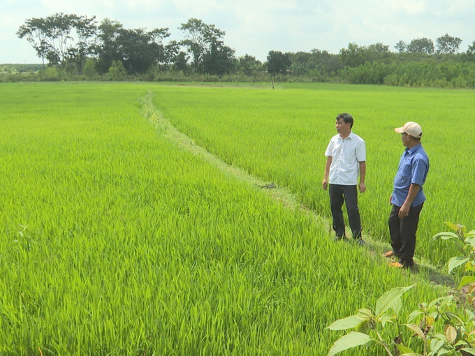 Cánh đồng lúa ông Điểu Cần (áo xanh) ở xã Thiện Hưng canh tác theo hướng dẫn của Trung tâm dịch vụ nông nghiệp cho năng suất cao trên 5 tấn/ha. dong-nai3-170825.jpg