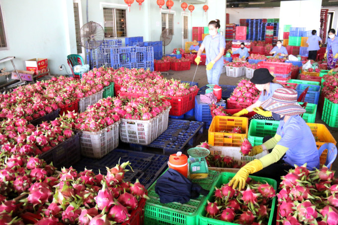 Trái thanh long được các vựa thu mua và tuyển chọn trước khi đưa ra thị trường. thanh-long4-120725.jpg