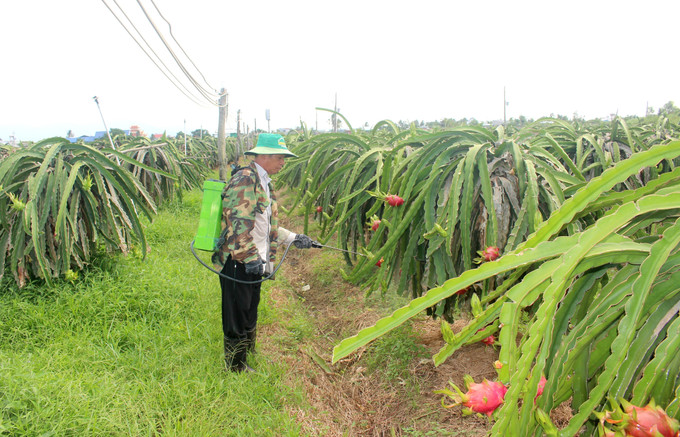 Chủ vườn chăm chút lứa thanh long cuối vụ mùa để kịp ra thị trường trong dịp rằm sắp tới. thanh-long2-120725.jpg