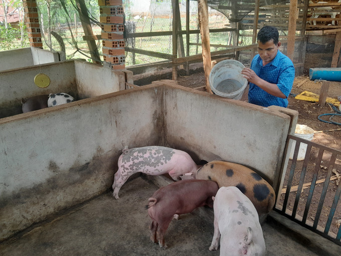 Ông Điểu Cần ở xã Thiện Hưng tận dụng cám lúa trồng để chăn nuôi lợn, tăng thu nhập. dong-nai2-170825.jpg