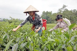 Điểm sáng trong hoạt động tín dụng chính sách tại Thái Nguyên