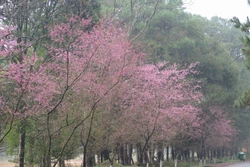 Măng Đen đón khách ngắm hoa anh đào với nhiều hoạt động đặc sắc