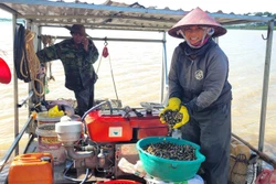 Nghề khai thác hến ở vùng hồ An Khê - Ka Nak