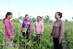 Tín dụng chính sách tiếp sức phụ nữ Khmer nâng cao sinh kế