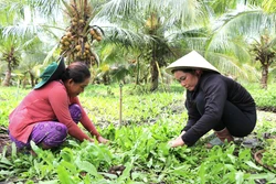Kinh tế tập thể tạo trụ đỡ cho nông nghiệp xanh