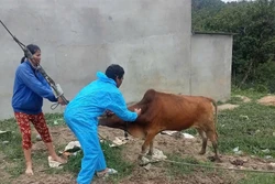 Quảng Ngãi phân bổ hơn 12.900 liều vaccine tiêm phòng lở mồm long móng