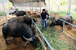 Nông dân Sơn La phòng, chống đói rét cho vật nuôi, cây trồng