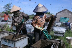 Đưa ong về lấy mật ở Vườn quốc gia Xuân Thủy