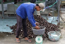 Cây khoai môn thúc đẩy phát triển kinh tế nông hộ
