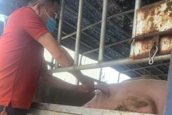 Phát hiện vụ vận chuyển 1,6 tấn lợn nhiễm bệnh