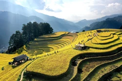 Mùa vàng rực rỡ ở Mù Cang Chải