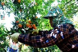 Xây dựng thương hiệu từ vùng quýt cổ Phú Thọ