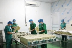 Ứng dụng khoa học công nghệ giúp nông dân đổi đời từ chuối tiêu
