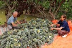 Bắc Giang: Dứa được mùa được giá