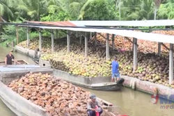 Giá dừa ở Vĩnh Long tăng cao
