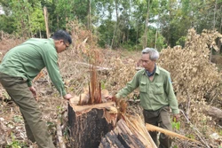 Hàng chục cây gỗ bị cưa hạ trái phép trong rừng phòng hộ Ia Púch
