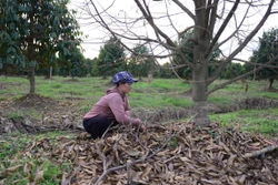 Lâm Đồng dốc sức cứu những vườn sầu riêng tiền tỷ sau mưa lũ