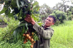 Thu nhập cao từ trồng nhãn chín sớm, trái vụ