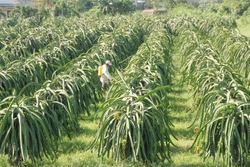 Lâm Đồng hướng tới 75% diện tích thanh long theo tiêu chuẩn VietGAP