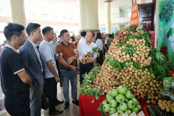 Chủ động xúc tiến, mở rộng thị trường tiêu thụ vải thiều